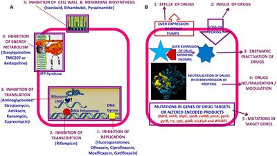 M. tuberculosis Hypothetical Proteins and Proteins of Unknown Function: Hope for Exploring Novel Resistance Mechanisms as well as Future Target of Drug Resistance